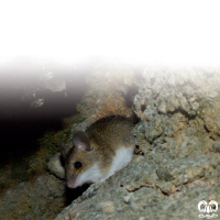 گونه موش صحرایی شیرازی Steppe Field Mouse  